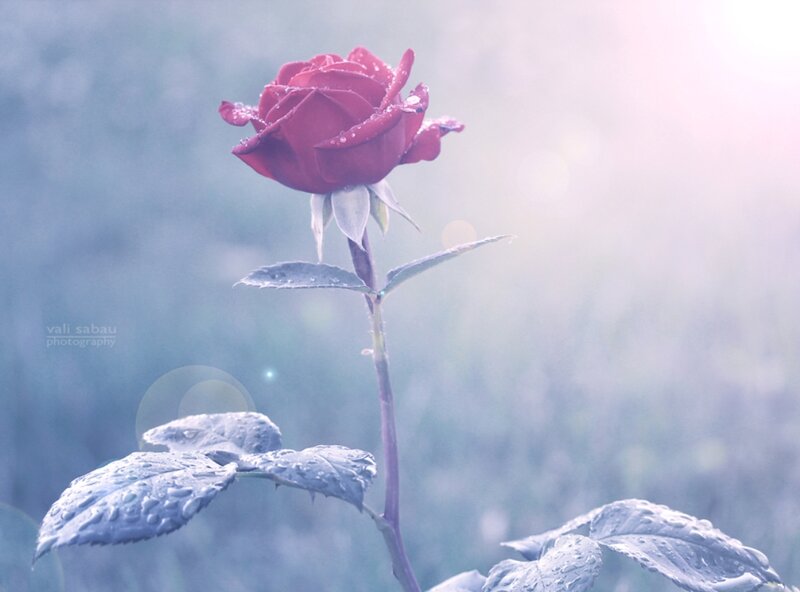Red Rose with Dew — Serene, Morning, Photograph, Stem