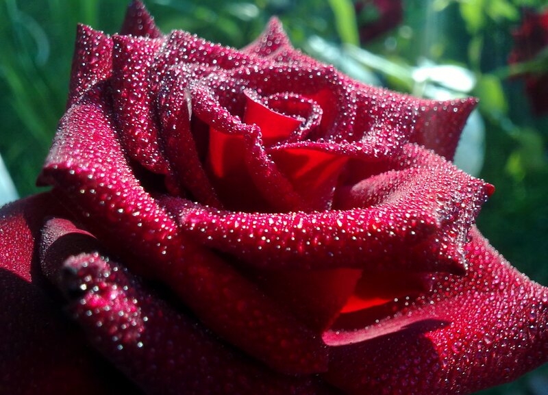 Red Rose with Dew — Serene, Morning, Photograph