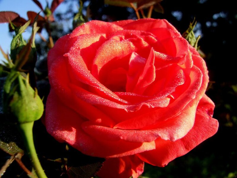 Red Rose with Dew — Serene, Morning