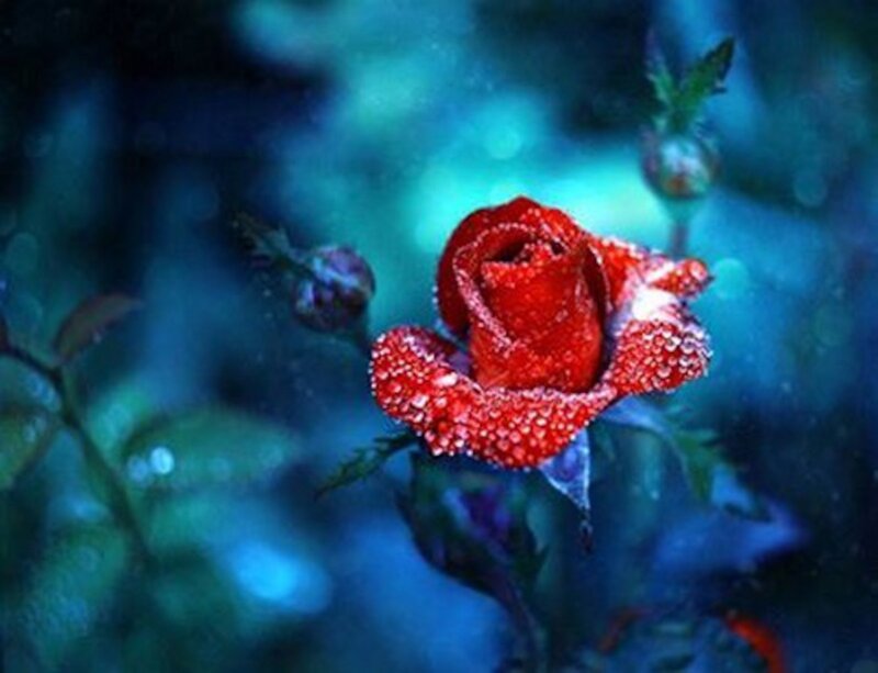 Red Rose with Dew — Serene, Night, Photograph, Dew Drops