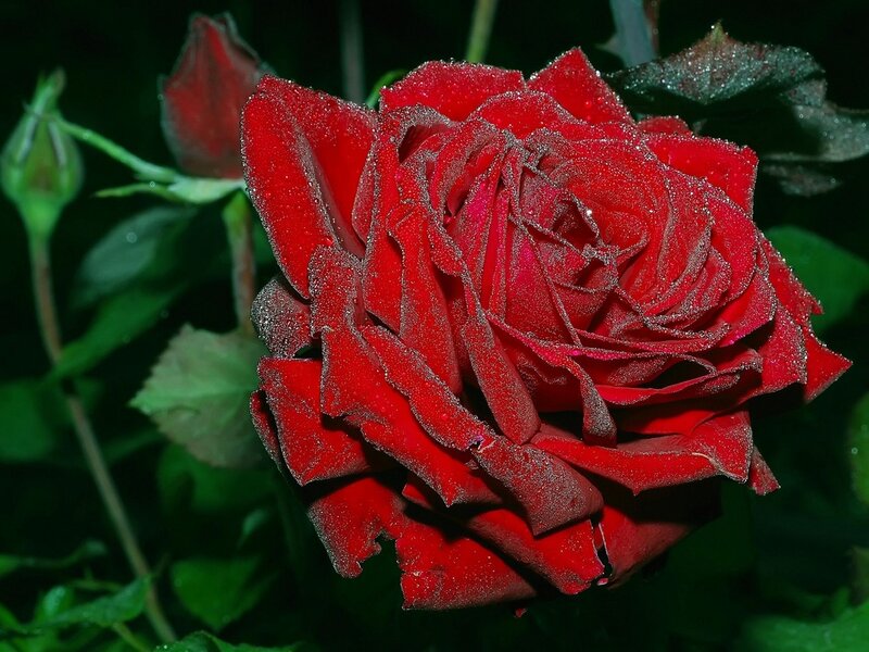 Red Rose with Dew — Serene, Night, Photograph