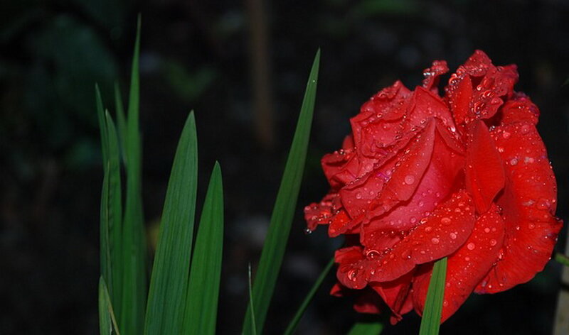 Red Rose with Dew — Serene, Night