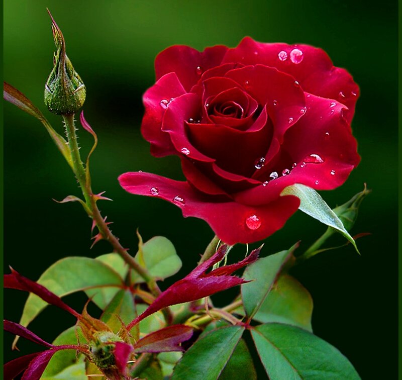 Red Rose with Dew — Serene, Photograph, Bud