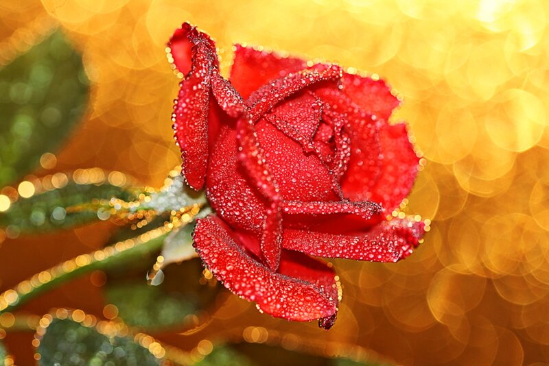 Red Rose with Dew — Serene, Photograph, Dew Drops, Green Leaves, Bokeh