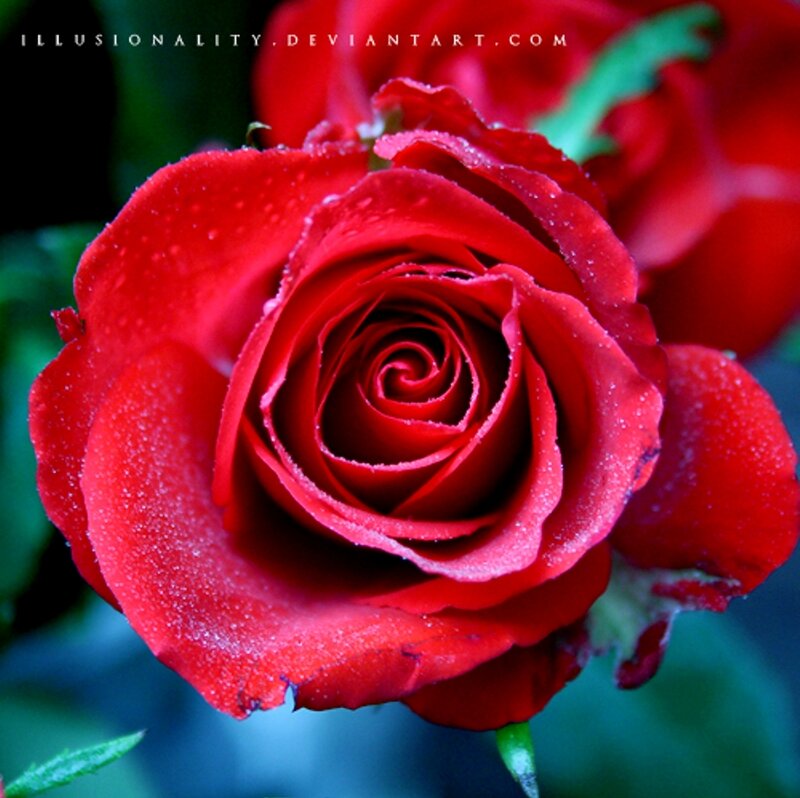 Red Rose with Dew — Serene, Photograph, Dew Drops, Green Leaves