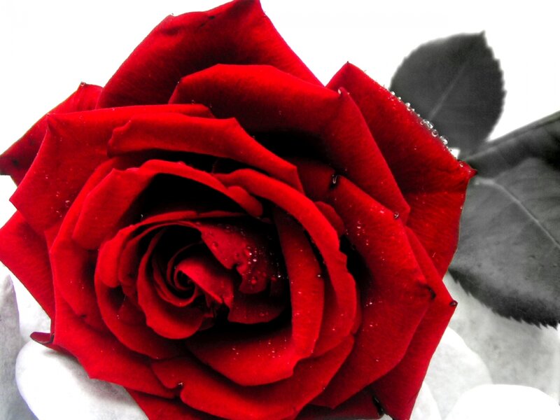 Red Rose with Dew — Serene, Photograph, Dew Drops, Leaf