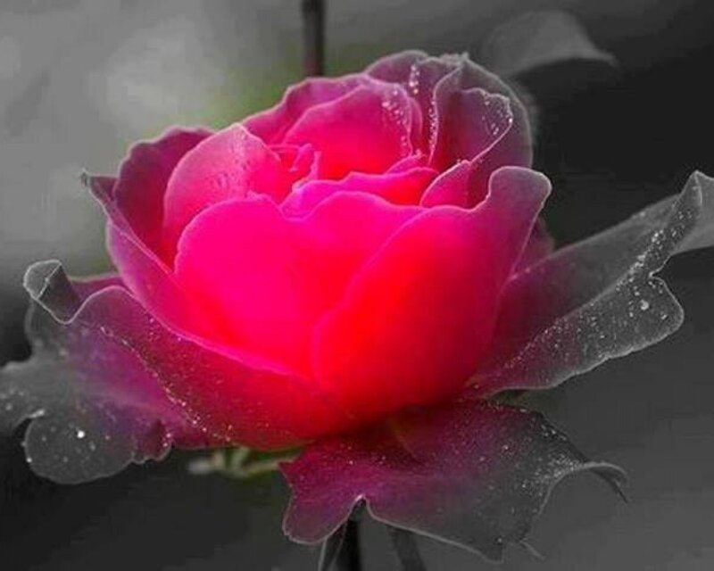 Red Rose with Dew — Serene, Photograph, Dew Drops, Petals