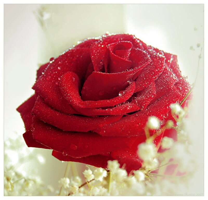 Red Rose with Dew — Serene, Photograph, Dew Drops