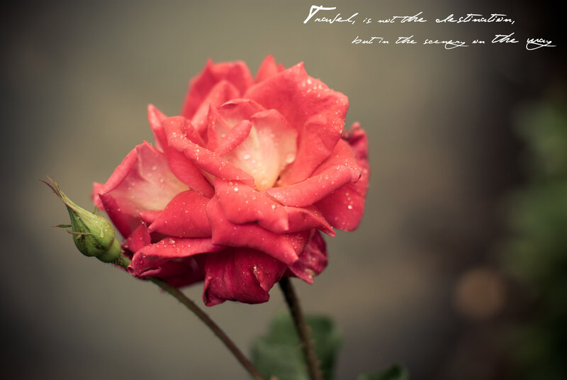 Red Rose with Dew — Serene, Photograph