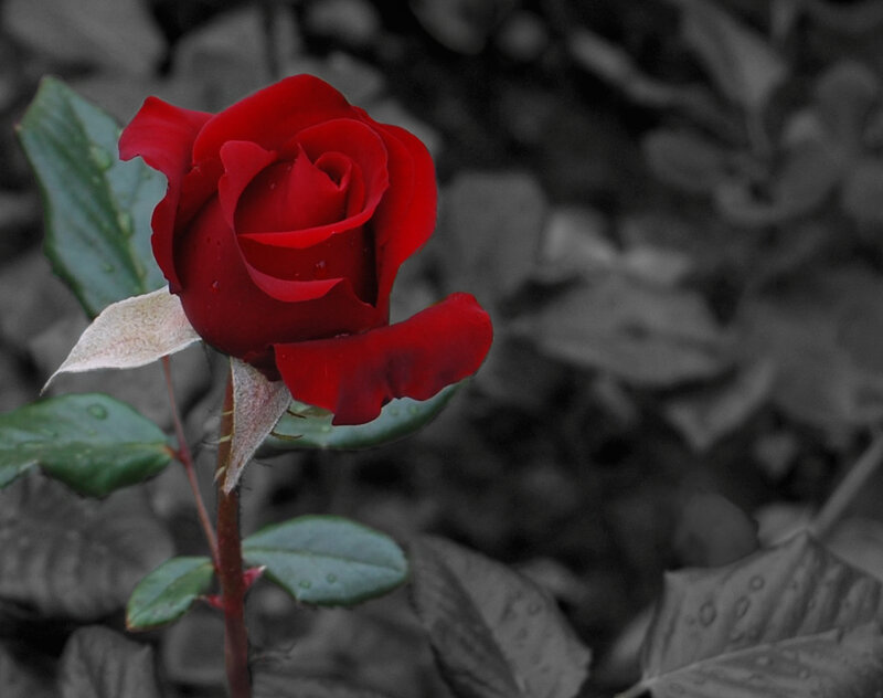 Red Rose with Dew — Serene