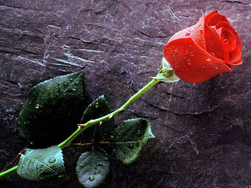 Red Rose with Dew