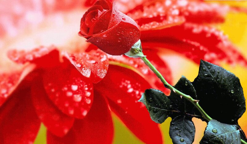 Red Rose with Dew — Vibrant, Photograph