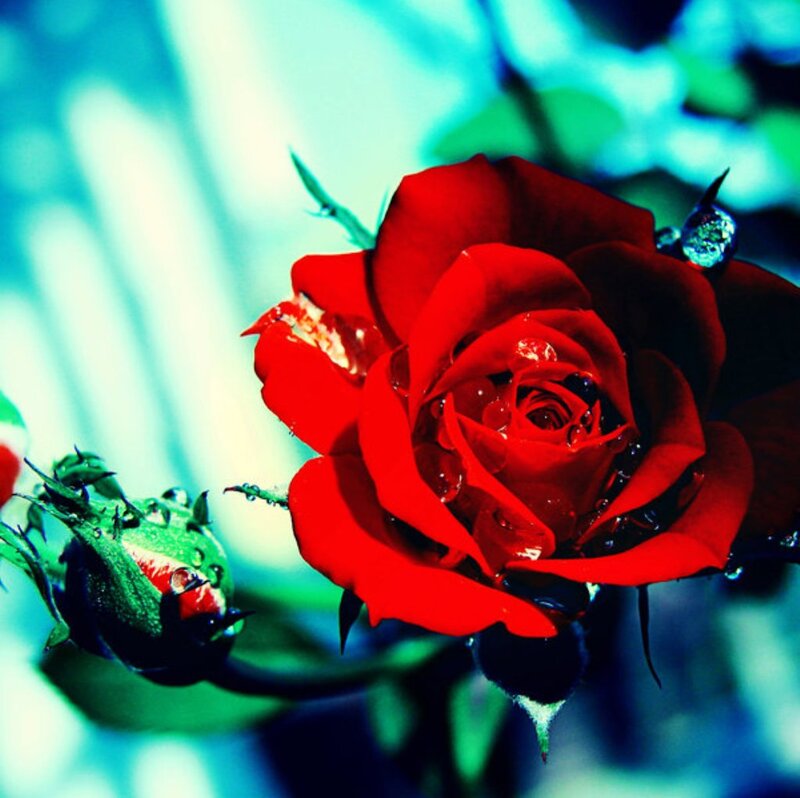 Red Rose with Dew — Vibrant