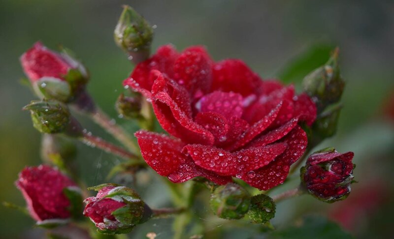 Red Rose with Dewdrops — Calm