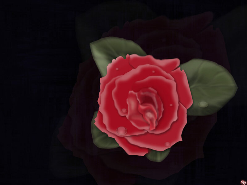 Red Rose with Dewdrops — Dramatic