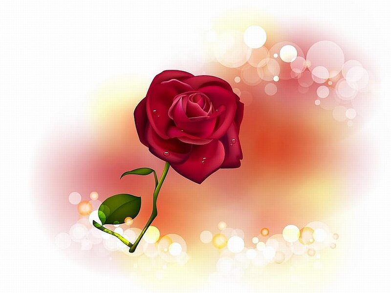 Red Rose with Dewdrops — Romantic