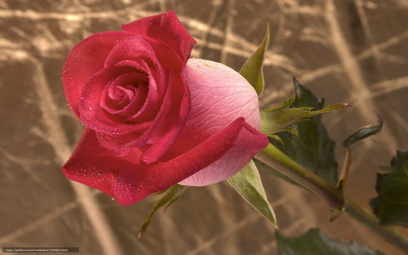 Red Rose with Dewdrops — Serene