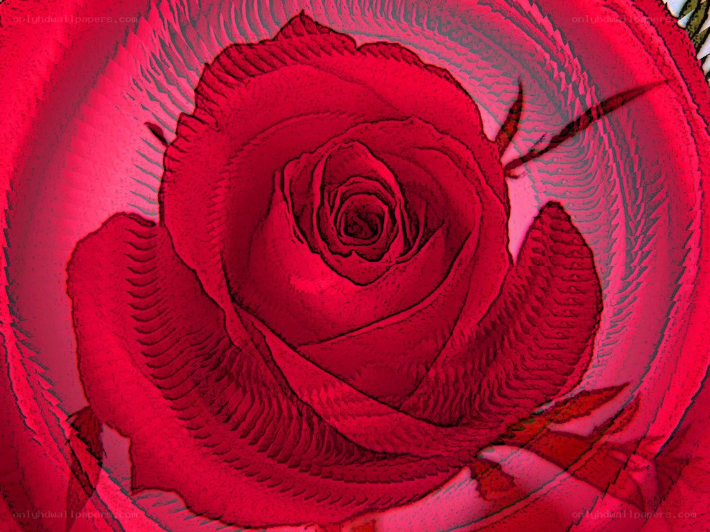 Red rose with digital effect