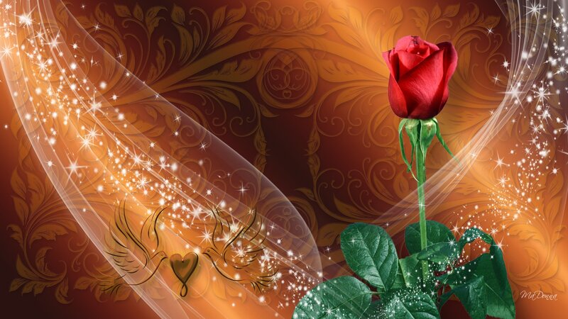 Red Rose with Doves