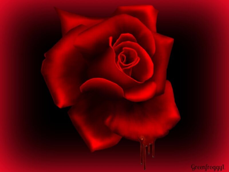 Red Rose with Dripping Liquid