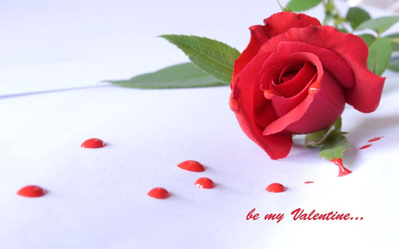 Red Rose with Droplets — Romantic