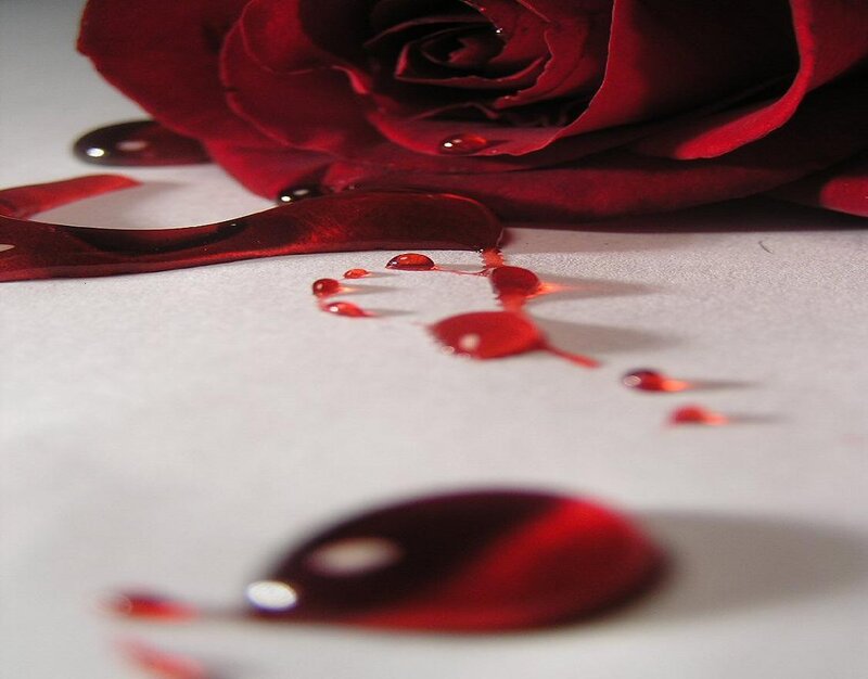 Red rose with droplets