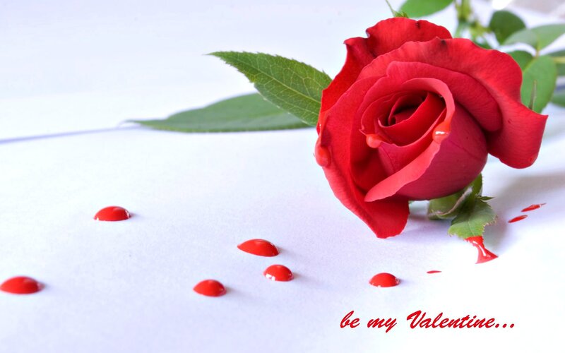 Red Rose with Drops