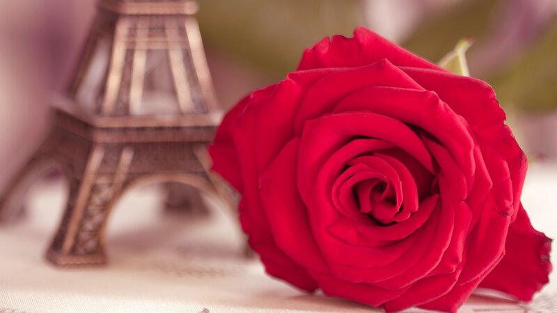 Red rose with Eiffel Tower
