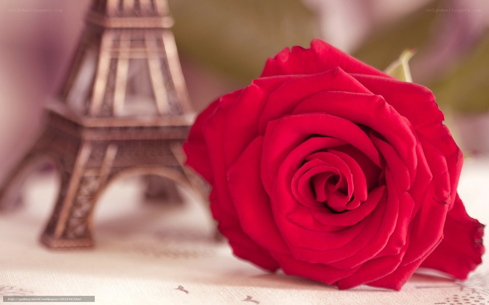 Red rose with Eiffel Tower