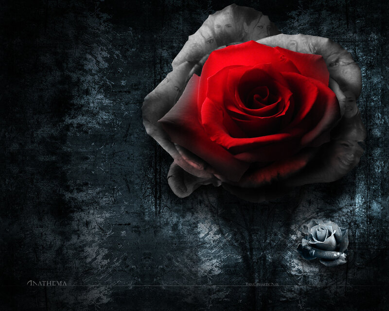 Red rose with faces