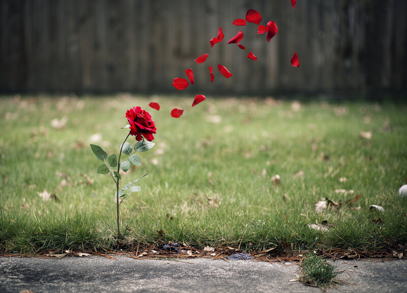 Red Rose with Falling Petals