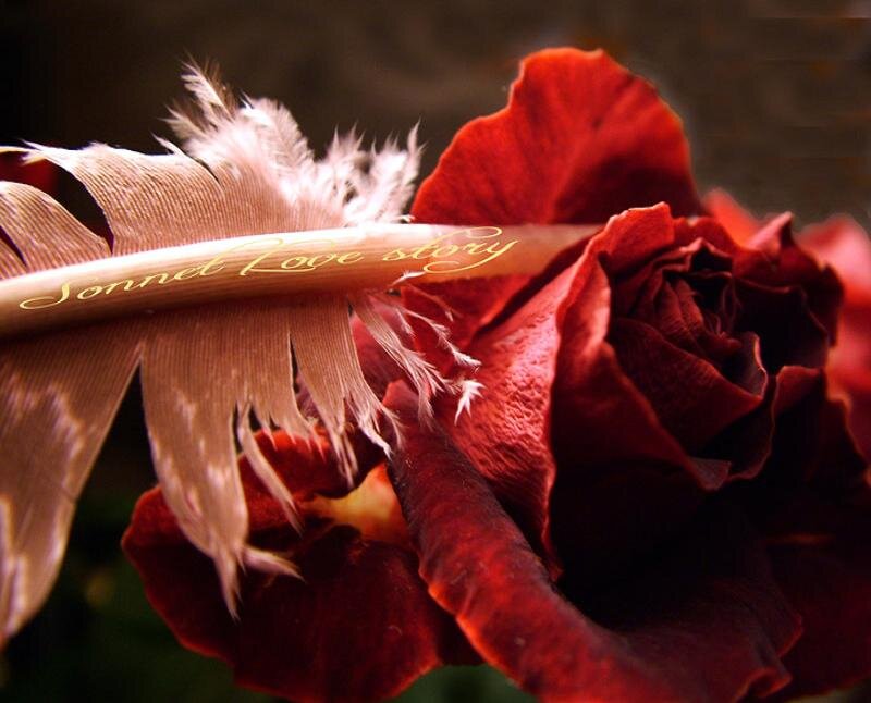 Red Rose with Feather