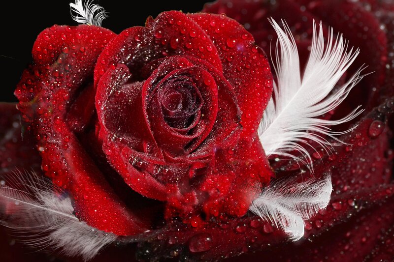 Red Rose with Feathers — Dramatic