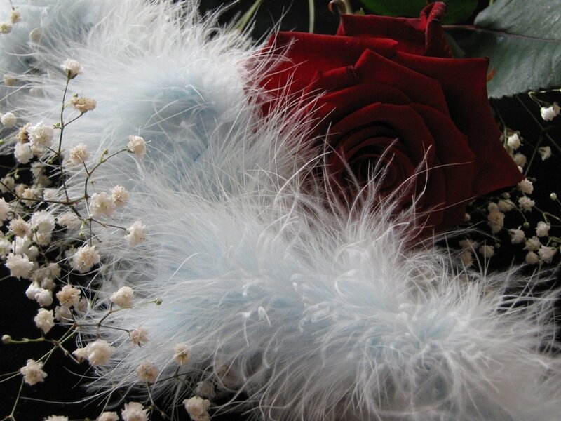 Red Rose with Feathers