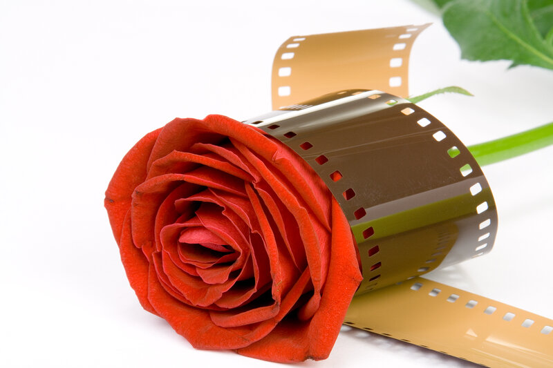 Red Rose with Film Strip — Calm