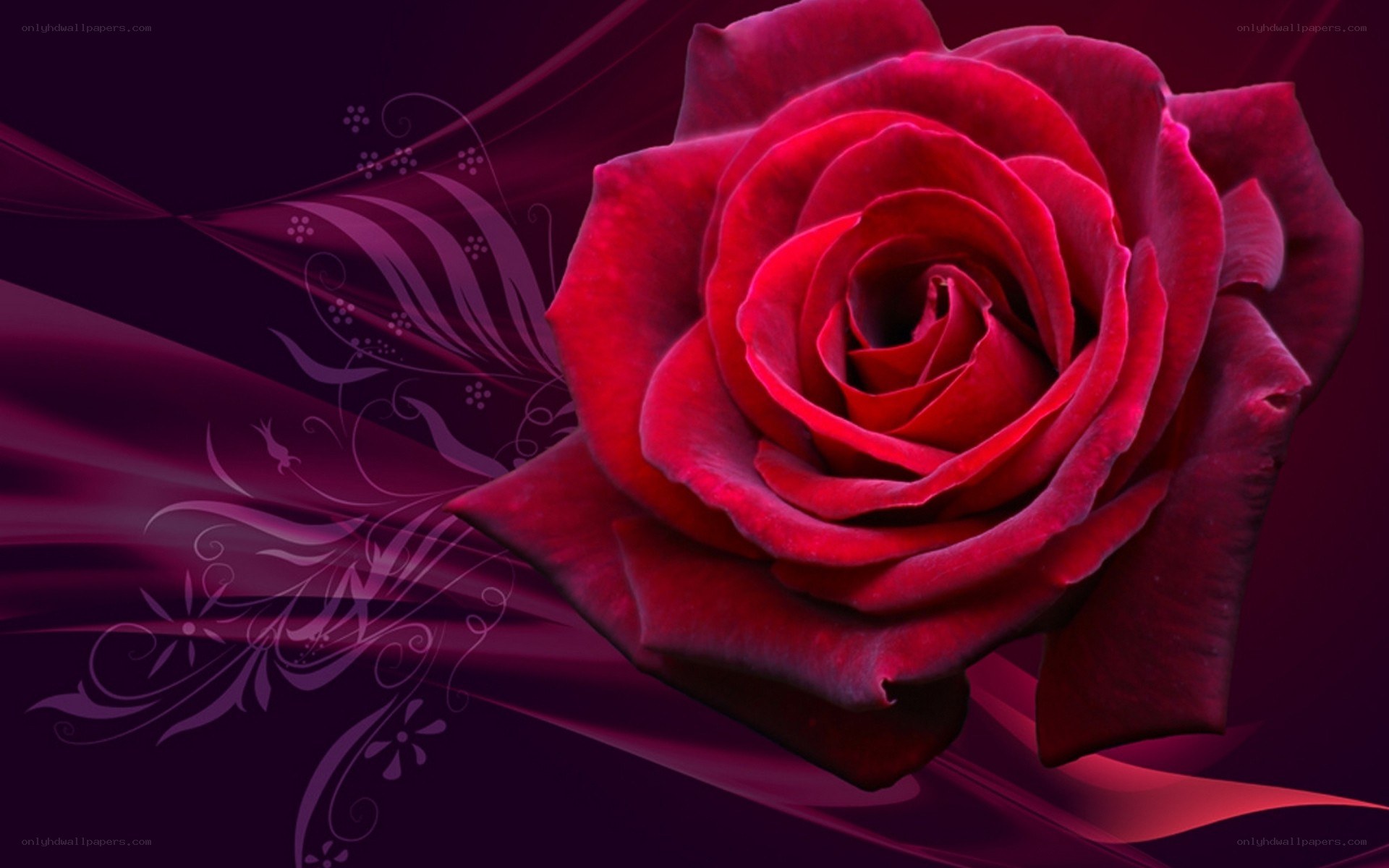 Red rose with floral design