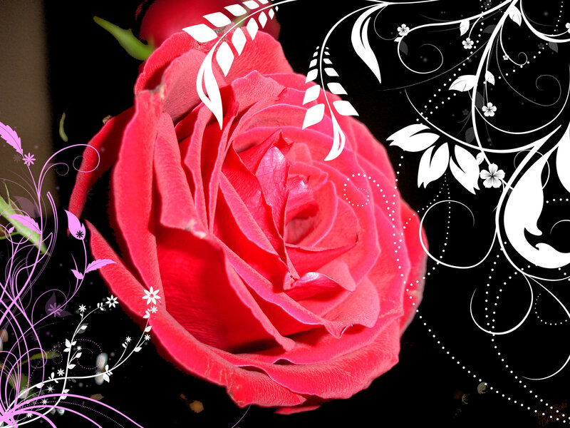 Red rose with floral design