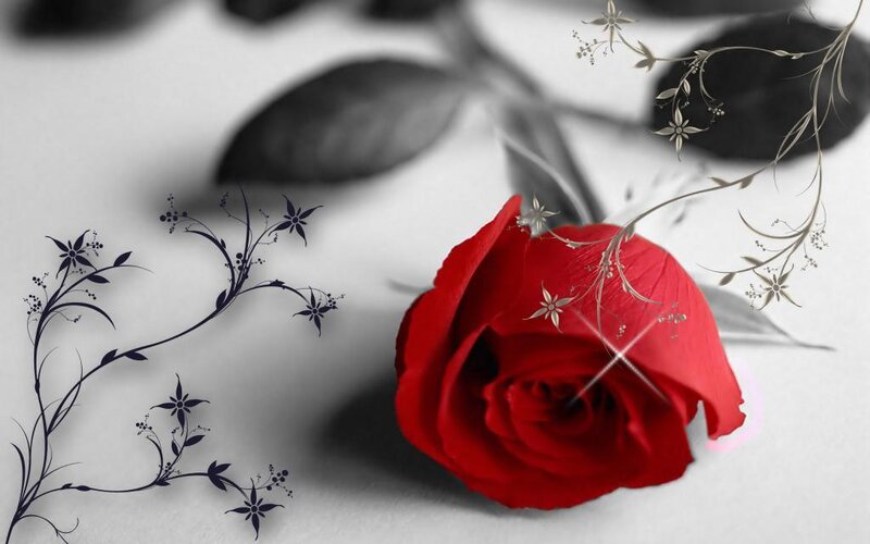 Red rose with floral design