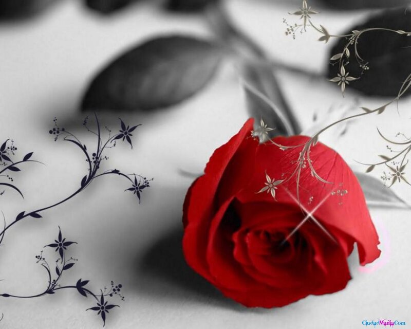 Red Rose with Floral Patterns
