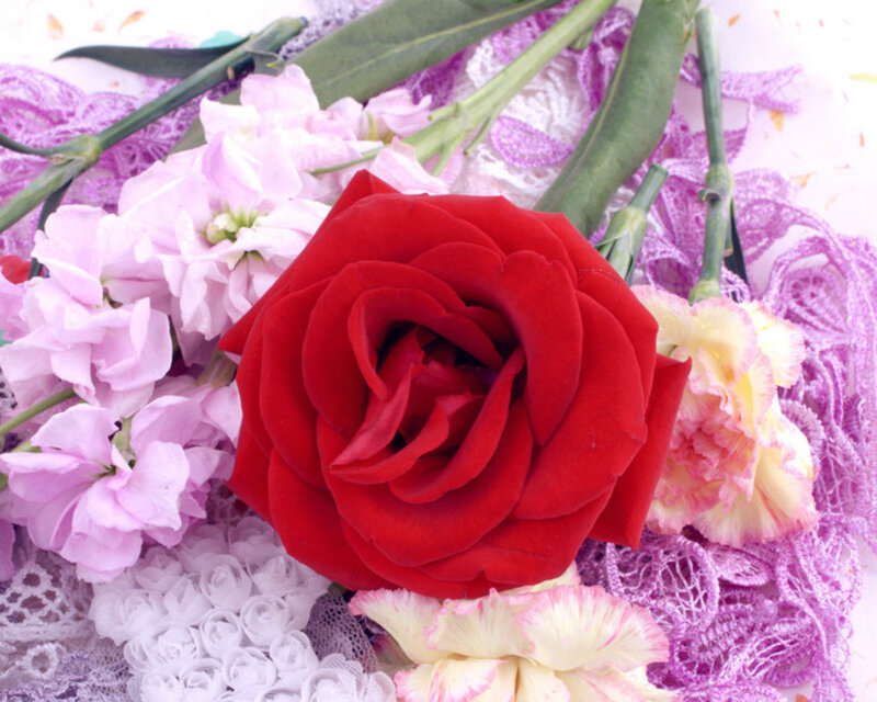 Red Rose with Flowers — Calm