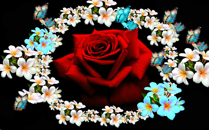 Red Rose with Flowers