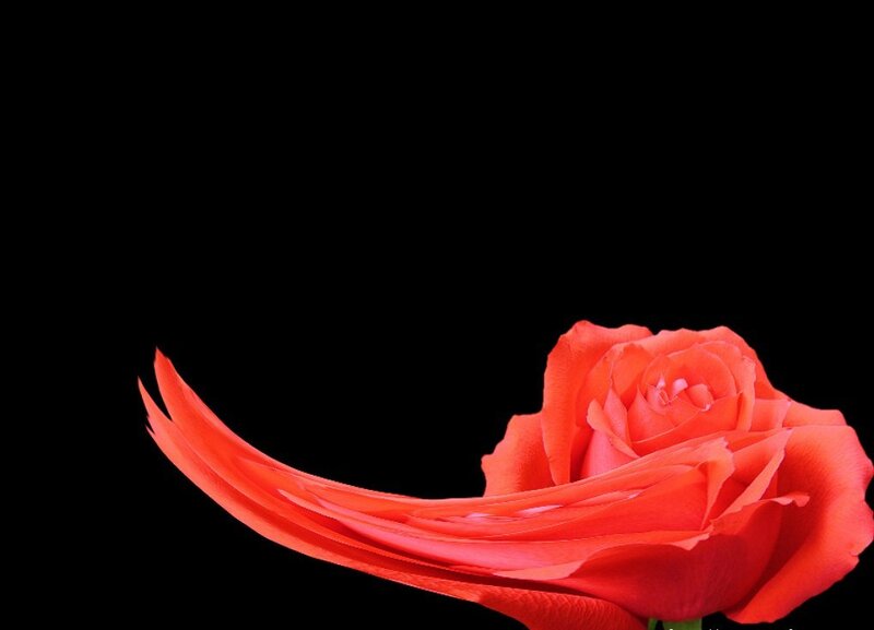 Red rose with flowing petal