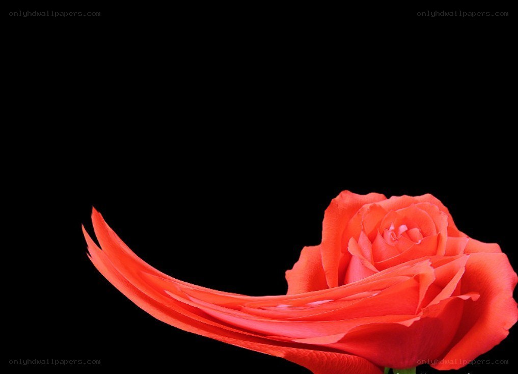 Red rose with flowing petal
