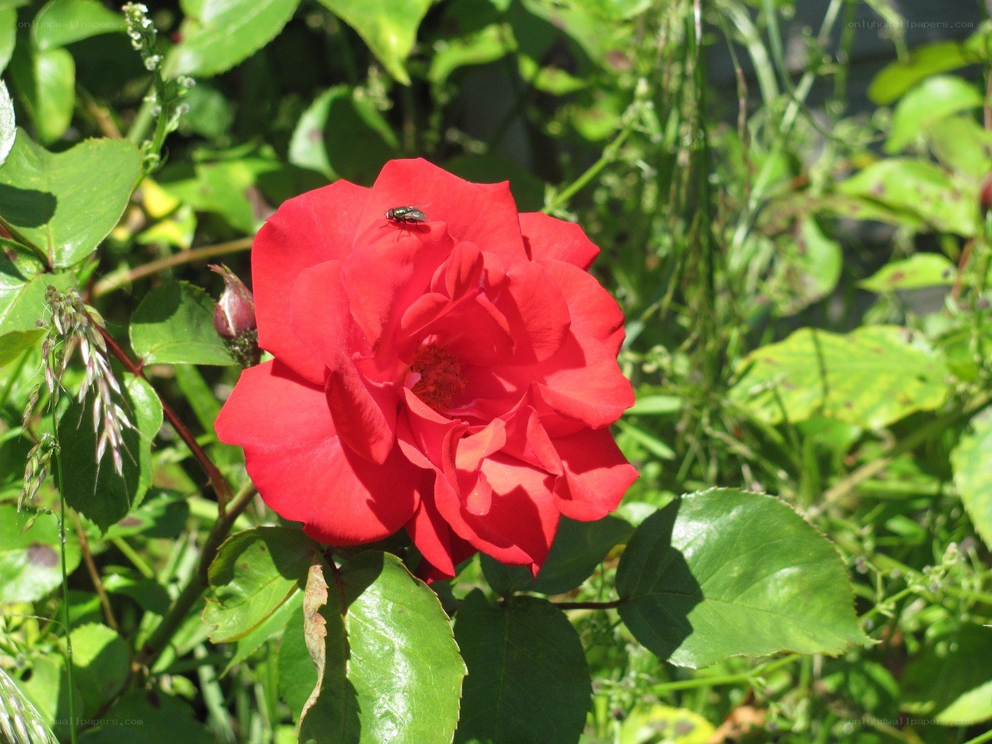 Red rose with fly on petals
