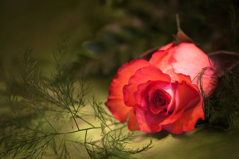 Red Rose with Foliage