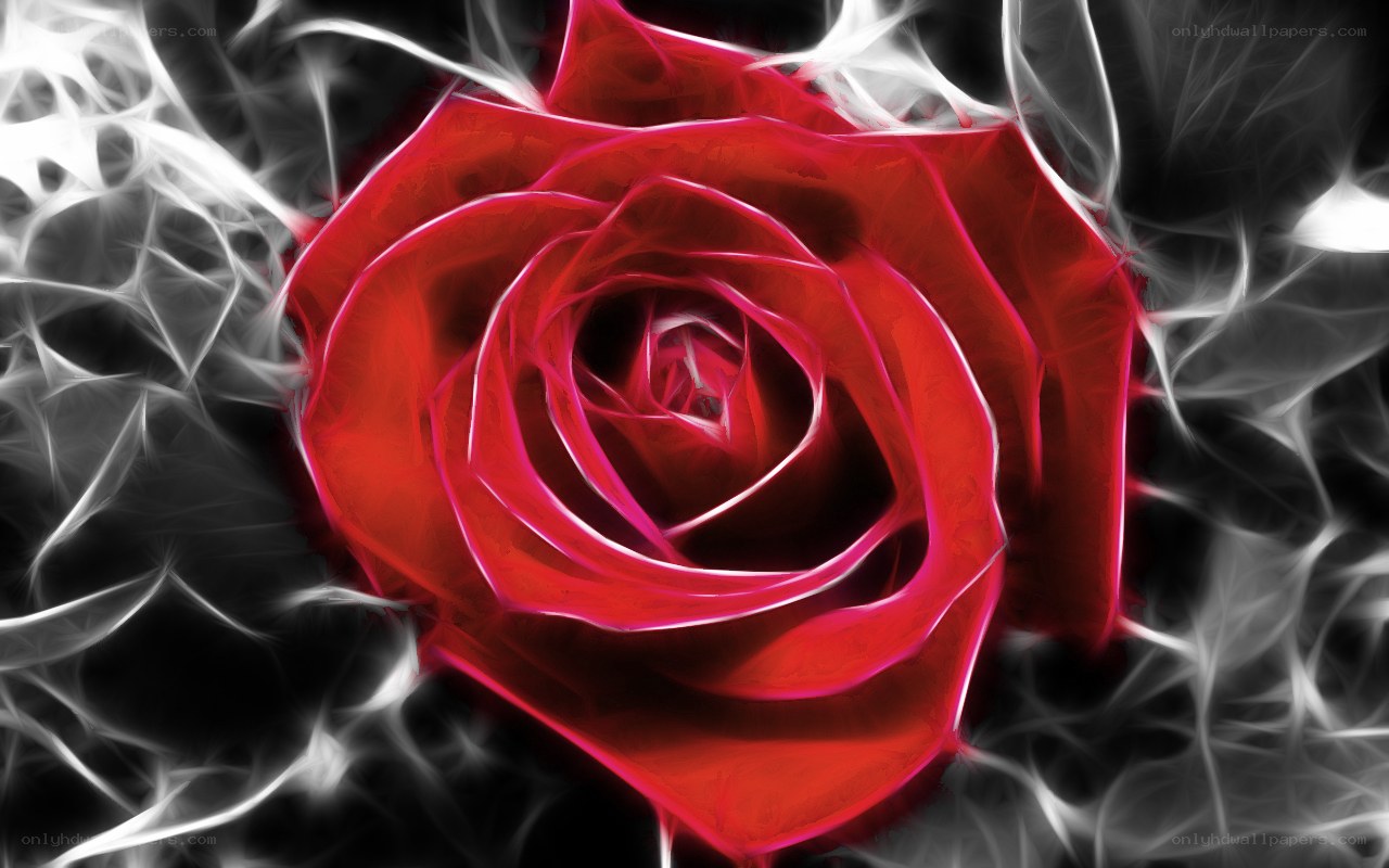 Red rose with fractal background