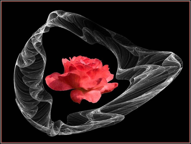 Red rose with fractal swirl