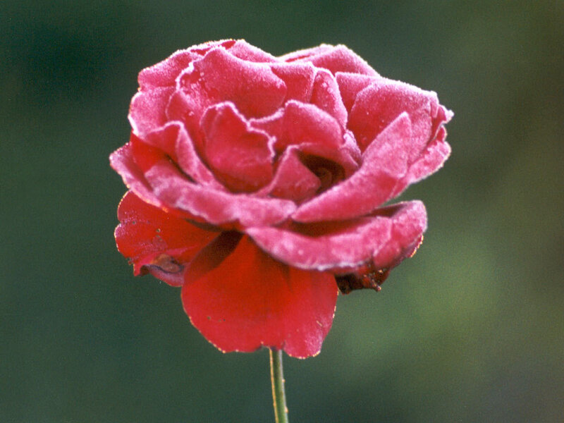 Red Rose with Frost