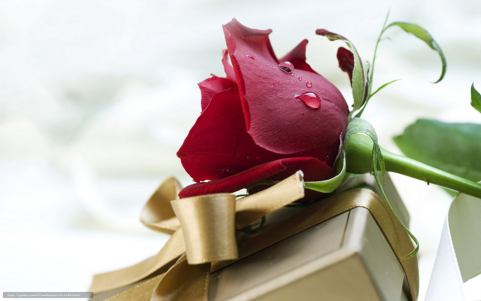 Red rose with gift box