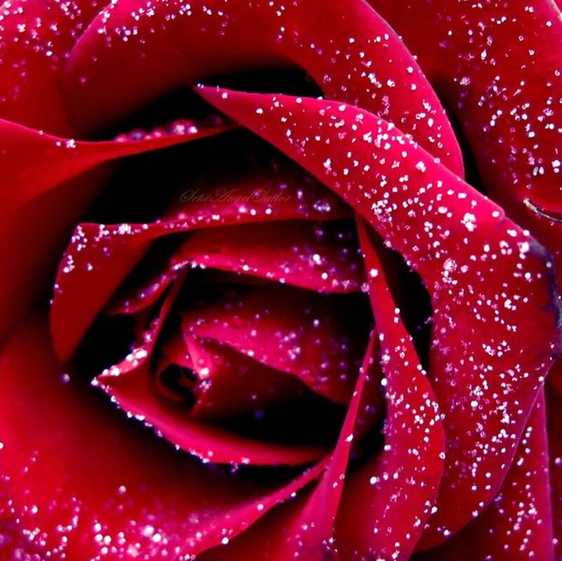 Red Rose with Glitter — Dramatic, Photograph, Petals